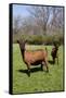 Oberhasli (Dairy Breed) Goat Does in Green Pasture, E. Troy, Wisconsin USA-Lynn M^ Stone-Framed Stretched Canvas