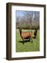 Oberhasli (Dairy Breed) Goat Does in Green Pasture, E. Troy, Wisconsin USA-Lynn M^ Stone-Framed Photographic Print