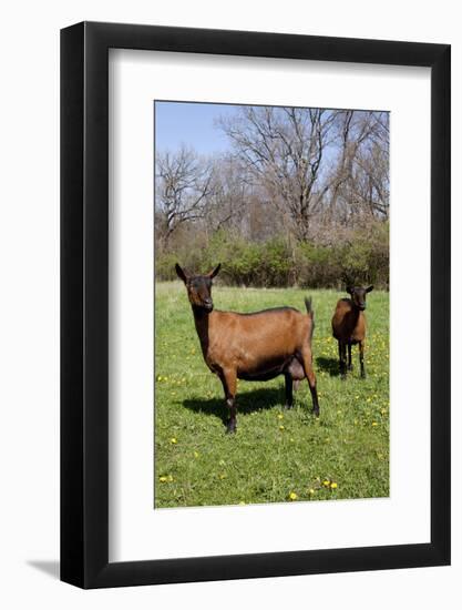 Oberhasli (Dairy Breed) Goat Does in Green Pasture, E. Troy, Wisconsin USA-Lynn M^ Stone-Framed Photographic Print