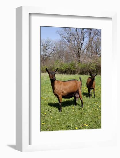 Oberhasli (Dairy Breed) Goat Does in Green Pasture, E. Troy, Wisconsin USA-Lynn M^ Stone-Framed Photographic Print