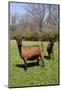 Oberhasli (Dairy Breed) Goat Does in Green Pasture, E. Troy, Wisconsin USA-Lynn M^ Stone-Mounted Photographic Print