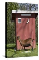 Oberhasli Dairy Goat Standing by Outhouse, East Troy, Wisconsin, USA-Lynn M^ Stone-Stretched Canvas