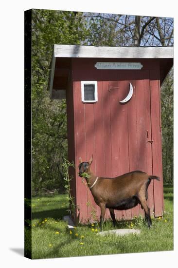 Oberhasli Dairy Goat Standing by Outhouse, East Troy, Wisconsin, USA-Lynn M^ Stone-Stretched Canvas