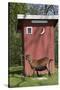 Oberhasli Dairy Goat Standing by Outhouse, East Troy, Wisconsin, USA-Lynn M^ Stone-Stretched Canvas