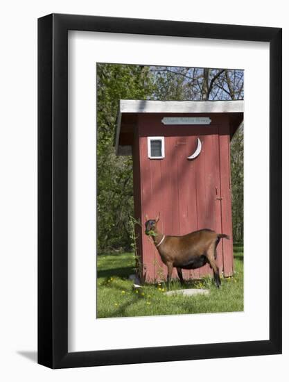 Oberhasli Dairy Goat Standing by Outhouse, East Troy, Wisconsin, USA-Lynn M^ Stone-Framed Photographic Print