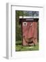 Oberhasli Dairy Goat Standing by Outhouse, East Troy, Wisconsin, USA-Lynn M^ Stone-Framed Photographic Print