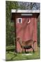 Oberhasli Dairy Goat Standing by Outhouse, East Troy, Wisconsin, USA-Lynn M^ Stone-Mounted Photographic Print