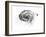 Observation of a Spiral Galaxy in Canes Venatici Drawn by Lord Rosse, 1850-null-Framed Giclee Print