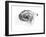 Observation of a Spiral Galaxy in Canes Venatici Drawn by Lord Rosse, 1850-null-Framed Giclee Print