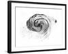 Observation of a Spiral Galaxy in Canes Venatici Drawn by Lord Rosse, 1850-null-Framed Giclee Print