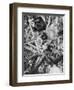 Observation Post in a Tree, Woevre, France, World War I, C1914-null-Framed Giclee Print