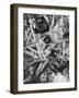 Observation Post in a Tree, Woevre, France, World War I, C1914-null-Framed Giclee Print