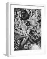 Observation Post in a Tree, Woevre, France, World War I, C1914-null-Framed Giclee Print