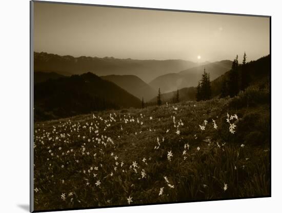 Obstruction Point at Sunset, Olympic National Park, Washington State, USA-Rob Tilley-Mounted Premium Photographic Print