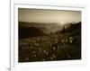 Obstruction Point at Sunset, Olympic National Park, Washington State, USA-Rob Tilley-Framed Photographic Print