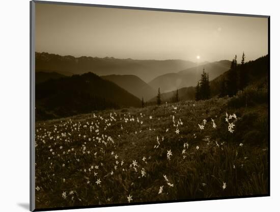 Obstruction Point at Sunset, Olympic National Park, Washington State, USA-Rob Tilley-Mounted Photographic Print