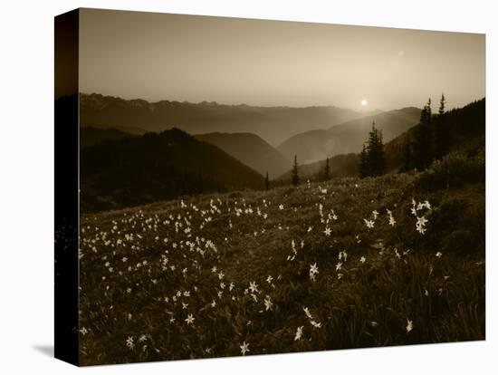 Obstruction Point at Sunset, Olympic National Park, Washington State, USA-Rob Tilley-Stretched Canvas