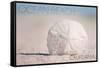 Ocean Beach, California - Sand Dollar on Beach-Lantern Press-Framed Stretched Canvas