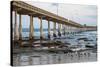 Ocean Beach Pier I-Lee Peterson-Stretched Canvas