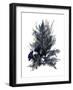 Ocean Bloom II-Stellar Design Studio-Framed Art Print