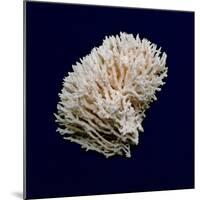 Ocean Blue 8-Julie Greenwood-Mounted Premium Giclee Print
