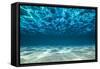 Ocean Bottom, View Beneath Surface-Cico-Framed Stretched Canvas