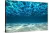 Ocean Bottom, View Beneath Surface-Cico-Stretched Canvas