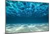 Ocean Bottom, View Beneath Surface-Cico-Mounted Photographic Print