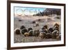 Ocean City, New Jersey - Group of Hermit Crabs-Lantern Press-Framed Premium Giclee Print