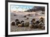 Ocean City, New Jersey - Group of Hermit Crabs-Lantern Press-Framed Art Print