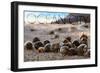 Ocean City, New Jersey - Group of Hermit Crabs-Lantern Press-Framed Art Print