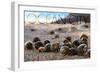 Ocean City, New Jersey - Group of Hermit Crabs-Lantern Press-Framed Art Print