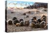 Ocean City, New Jersey - Group of Hermit Crabs-Lantern Press-Stretched Canvas