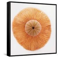 Ocean Finds I-Jairo Rodriguez-Framed Stretched Canvas