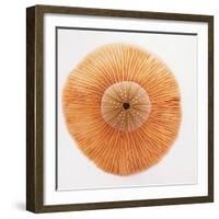 Ocean Finds I-Jairo Rodriguez-Framed Photographic Print