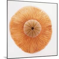 Ocean Finds I-Jairo Rodriguez-Mounted Photographic Print