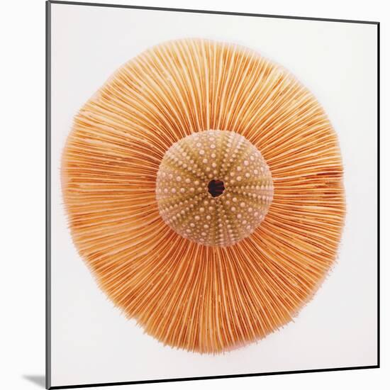 Ocean Finds I-Jairo Rodriguez-Mounted Photographic Print