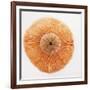 Ocean Finds I-Jairo Rodriguez-Framed Photographic Print