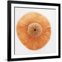 Ocean Finds I-Jairo Rodriguez-Framed Photographic Print