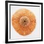 Ocean Finds I-Jairo Rodriguez-Framed Photographic Print