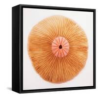 Ocean Finds II-Jairo Rodriguez-Framed Stretched Canvas