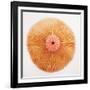 Ocean Finds II-Jairo Rodriguez-Framed Photographic Print