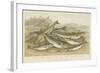 Ocean Fish-null-Framed Giclee Print