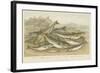 Ocean Fish-null-Framed Giclee Print