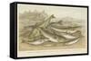 Ocean Fish-null-Framed Stretched Canvas