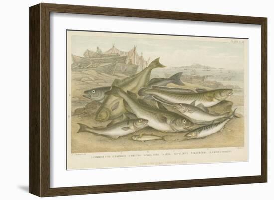 Ocean Fish-null-Framed Giclee Print