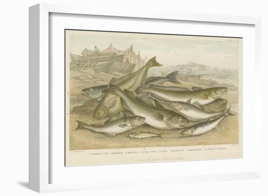 Ocean Fish-null-Framed Giclee Print