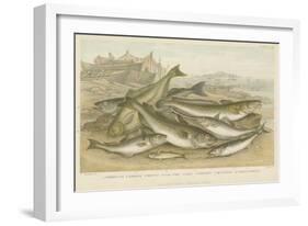 Ocean Fish-null-Framed Giclee Print