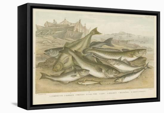 Ocean Fish-null-Framed Stretched Canvas