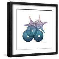 Ocean Hues Sea Urchin and Starfish-Albert Koetsier-Framed Art Print